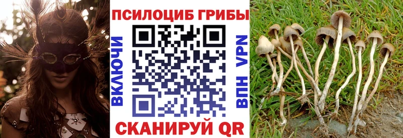 Купить закладки  Енисейск  Псилоцибиновые грибы Psilocybe 